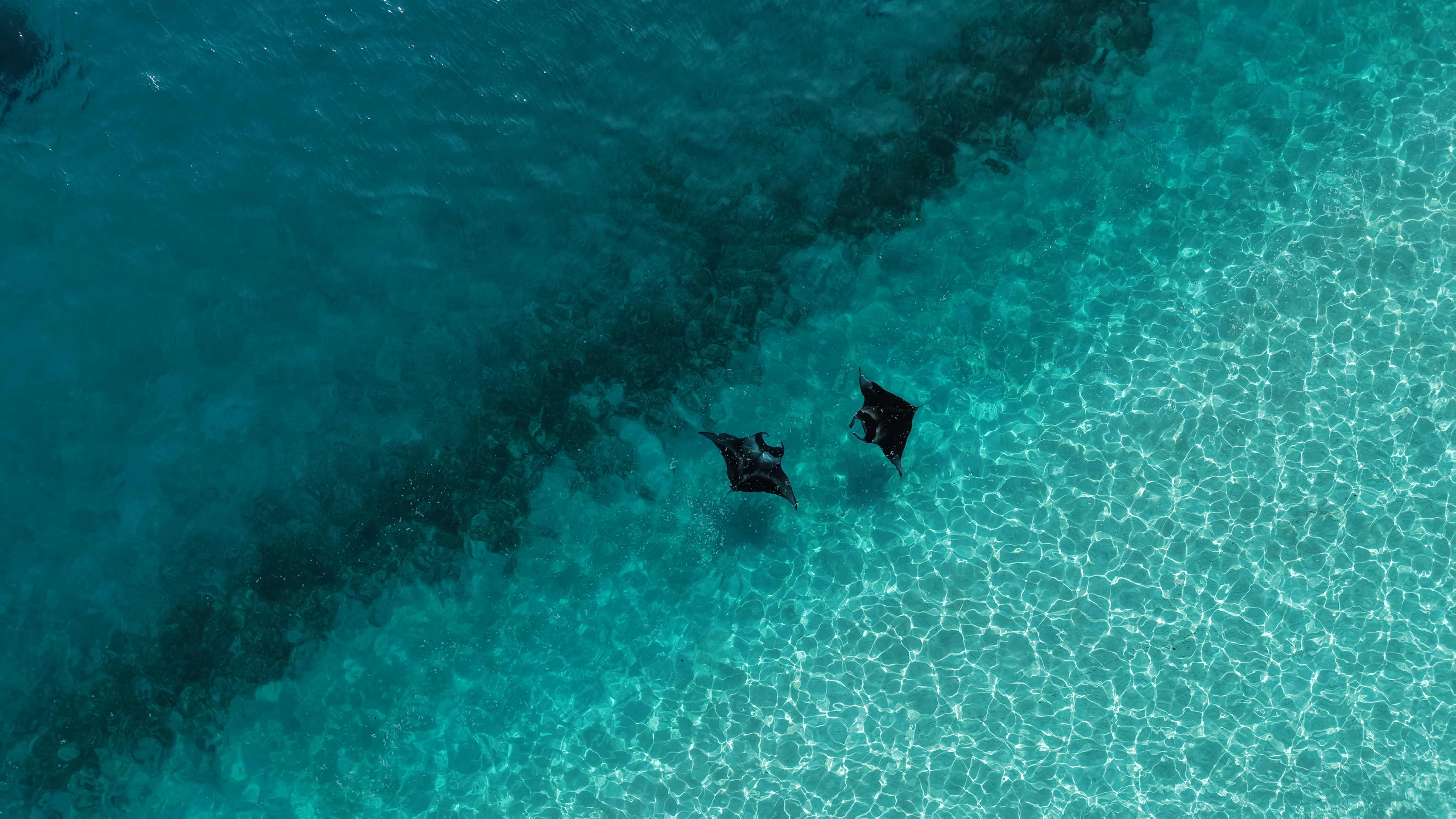 Manta Safari: Swim with Gentle Giants